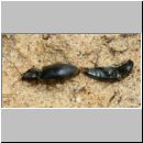 Dicronychus sp - Schnellkaefer 01a 9mm Paarung.jpg